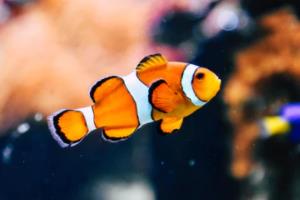 2026年世界杯，全球足球的 next 大事2026年世界杯